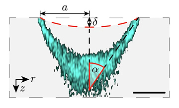 cross-section of mechanophore signal